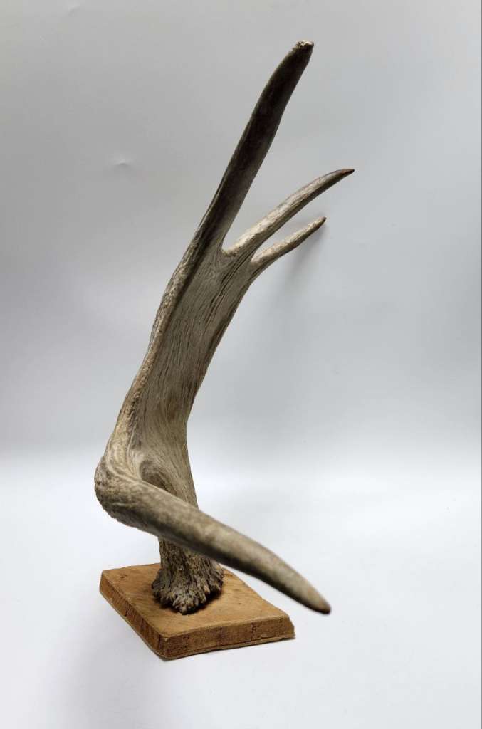 Рог лося настенный большой длина 50 см