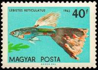 (1962-007) Марка Венгрия "Гуппи"    Декоративные рыбки I Θ