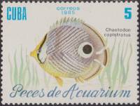 (1985-060) Марка Куба "Четырёхглазая рыба-бабочка"    Рыбы III O
