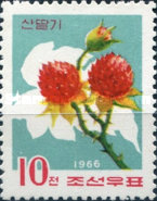 (1966-081) Марка Северная Корея "Малина боярышниколистная"   Дикорастущие ягоды и фрукты III Θ