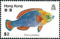 (№1981-371) Марка Гонконг 1981 год "Попугай Scarus ghobban Bluebarred", Гашеная