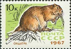 1967-079 Марка СССР Ондатра   Пушные промысловые звери III O