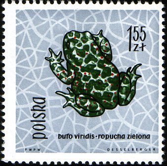 (1963-032) Марка Польша &quot;Зелёная жаба&quot;   Рептилии и амфибии I Θ
