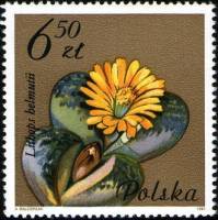 (1981-066) Марка Польша "Литопс"    Цветущие суккулентные растения II Θ