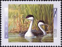 (№1997-1610) Марка из набора Канада 1997 год "Западные поганки Aechmophorus Западная", Гашеная