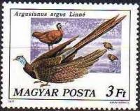 (1977-018) Марка Венгрия "Фазан аргус"    Павлины и фазаны II Θ