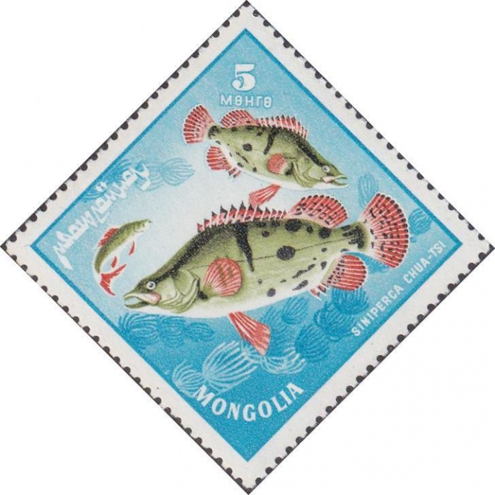 (1965-023) Марка Монголия &quot;Китайский окунь&quot;    Речные хищные рыбы III O