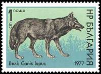 (1977-037) Марка Болгария "Волк"   Дикая природа III Θ