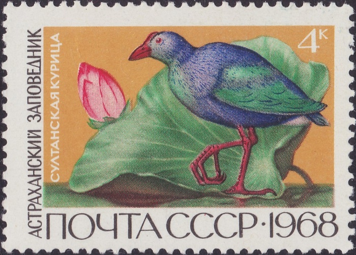 1968-081 Марка СССР Султанская курица  Государственные заповедники I O