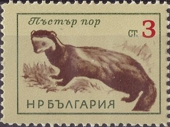 (1963-020) Марка Болгария &quot;Хорёк-перевязка&quot;   Дикие животные III O