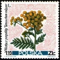 (1967-045) Марка Польша "Пижма обыкновенная"   Полевые цветы I Θ