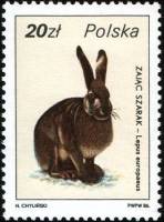 (1986-011) Марка Польша "Заяц-русак"    Охотничья дикая природа III Θ