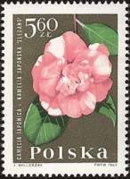 (1964-094) Марка Польша "Японская камелия"   Садовые цветы III Θ
