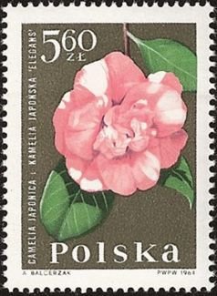 (1964-094) Марка Польша &quot;Японская камелия&quot;   Садовые цветы III Θ