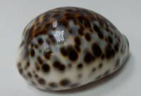 Ракушка морская 6.5х3 см (сост.на фото)