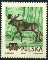 (1954-053a) Марка Польша "Лось" Без перфорации   Охраняемые животные III Θ