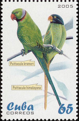 (№4682) Марка Куба 2005 год &quot;Roseringed попугай Psittacula krameri&quot;, Гашеная
