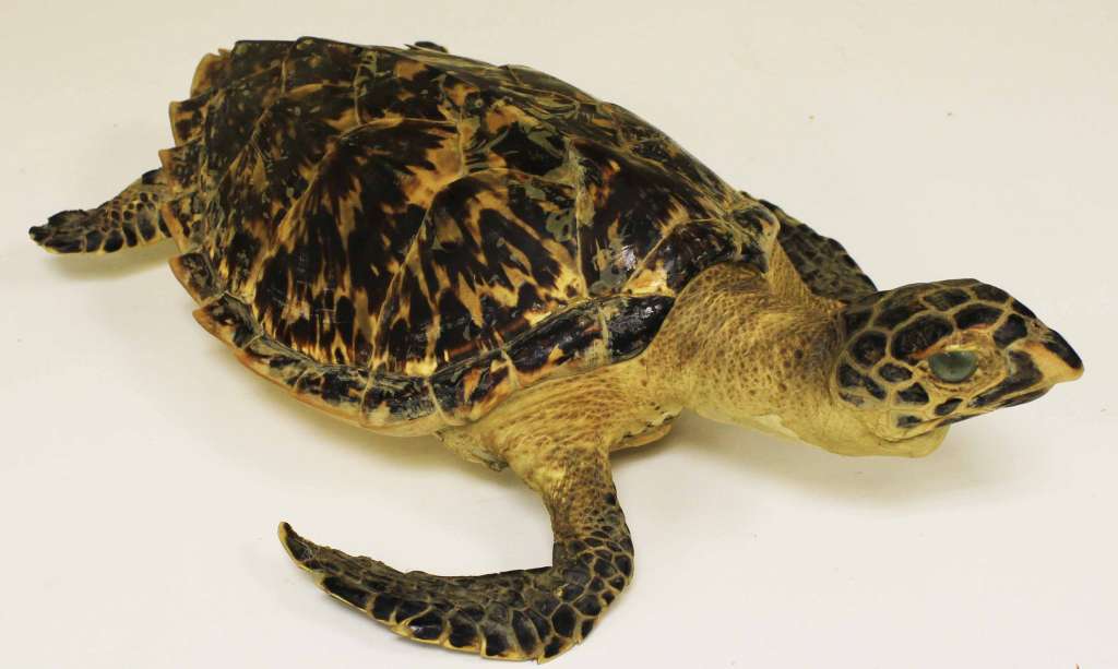 Чучело кубинской морской черепахи с маленькими плавниками (сост. на фото)