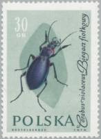 (1961-061) Марка Польша "Жужелица"   Насекомые II Θ