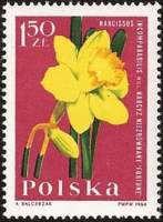 (1964-090) Марка Польша "Нарцисс"   Садовые цветы I Θ