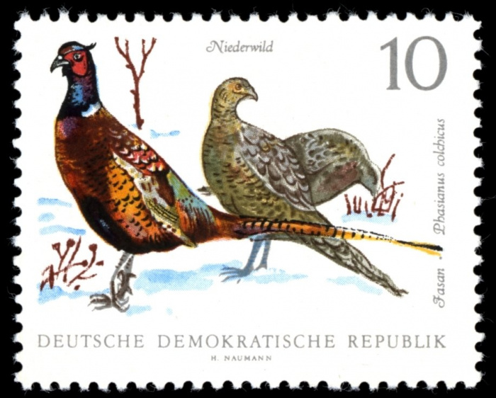(1968-024) Марка Германия (ГДР) &quot;Обыкновенный фазан&quot;    Фауна II Θ