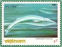 (1985-084) Марка Вьетнам "Синий кит"    Морские животные III Θ