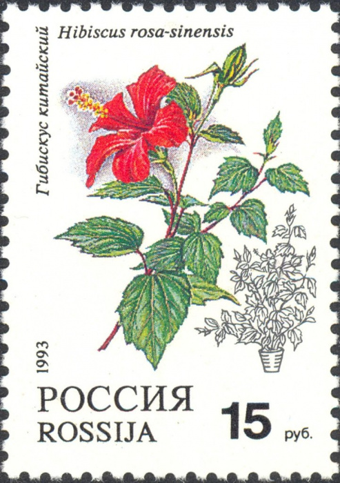 (1993-015) Марка Россия &quot;Гибискус китайский&quot;   Комнатные растения III Θ