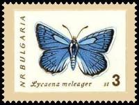 (1962-062) Марка Болгария "Голубянка зубчатая" Перф лин 11   Бабочки II Θ