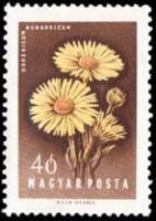 (1958-052) Марка Венгрия "Дороникум"    Цветы III Θ