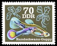 (1976-078) Марка Германия (ГДР) "Круглохвостый Гуппи"    Декоративные Рыбы III Θ