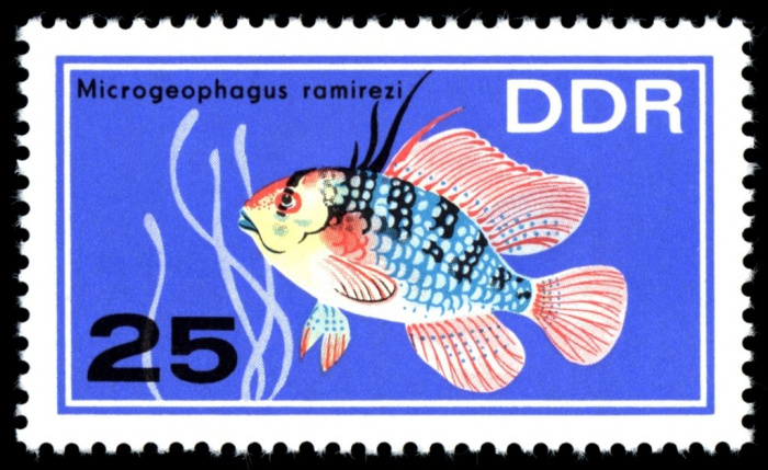 (1966-076) Марка Германия (ГДР) &quot;Апистограмма Рамиреса&quot;    Аквариумные рыбки II Θ