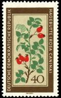 (1960-016) Марка Германия (ГДР) "Шиповник"    Лекарственные растения II Θ