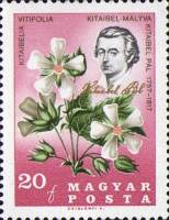 (1967-82) Марка Венгрия "П. Китайбель и Китайбела витифолия"    Цветы Карпатского бассейна. 150 лет 