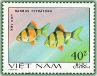(1981-005a) Марка Вьетнам "Суматранский барбус"  Без перфорации  Декоративные рыбки III Θ