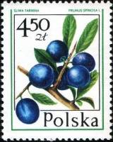(1977-010) Марка Польша "Слива"    Лесные ягоды III O