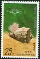 (1977-087) Марка Северная Корея "Венозная рапана"   Морские улитки и рыбы III Θ