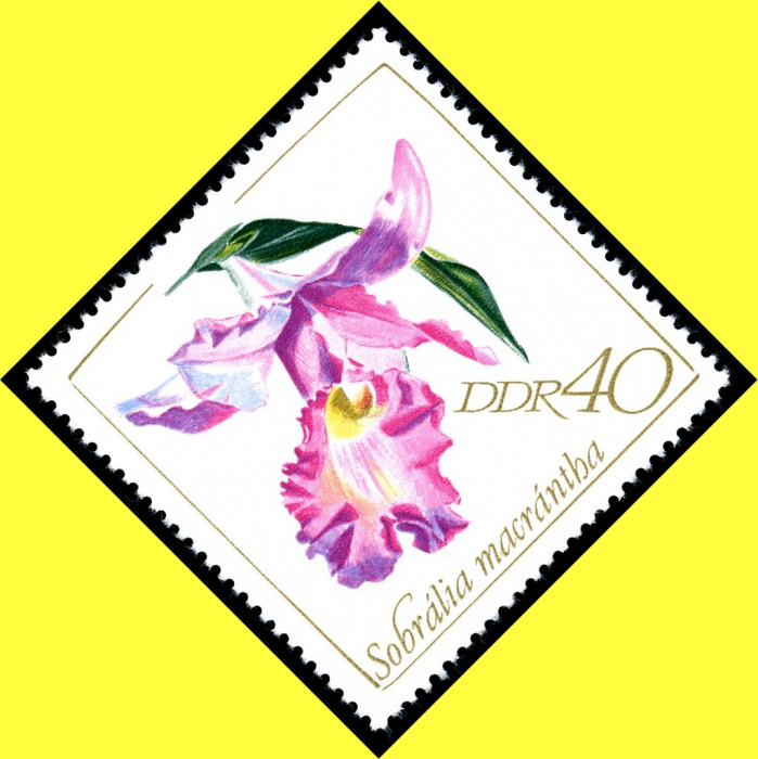 (1968-092) Марка Германия (ГДР) &quot;Собралия крупноцветковая&quot;    Орхидеи II Θ