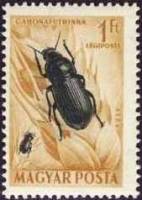 (1954-009) Марка Венгрия "Хлебная жужелица"    Насекомые III Θ