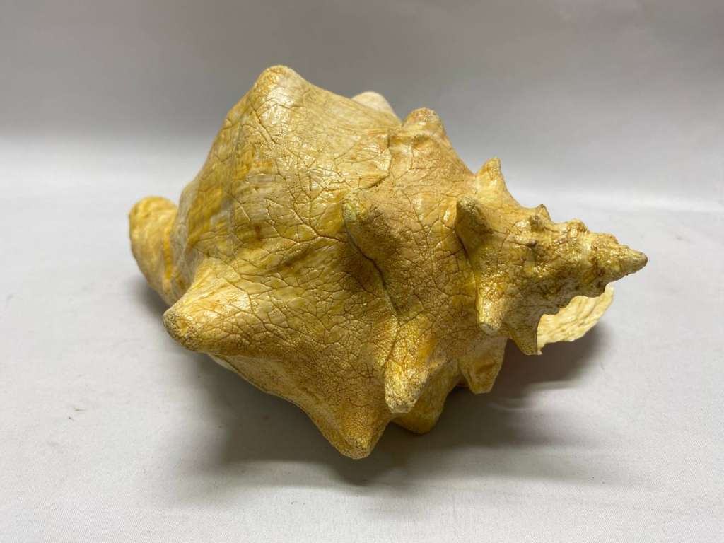 Морская раковина 23*20*13 см