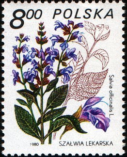 (1980-048) Марка Польша "Шалфей лекарственный"    Лекарственное растение III &Theta;