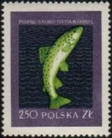 (1958-010) Марка Польша "Кумжа"   Рыбы II Θ