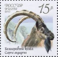 2013-010 Марка Россия Безоаровый козёл  Фауна России. Дикие козлы и бараны III O