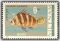 (1967-020) Марка Вьетнам "Гапалогенис мукронатус"   Рыбы II Θ