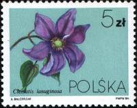 (1984-008) Марка Польша "Ломонос шерстистый"    Вьющееся растение II Θ