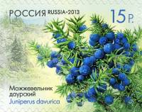 2013-024 Марка Россия Можжевельник даурский  Шишки деревьев и кустарников III O