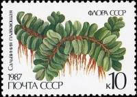 1987-055 Марка СССР Сальвиния плавающая  Папоротники III Θ