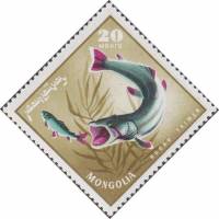 (1965-026) Марка Монголия "Таймень"    Речные хищные рыбы III O