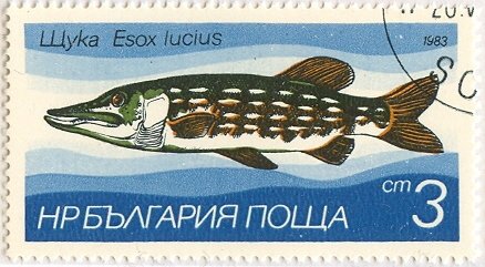 (1983-003) Марка Болгария &quot;Щука &quot;   Пресноводная рыба II Θ