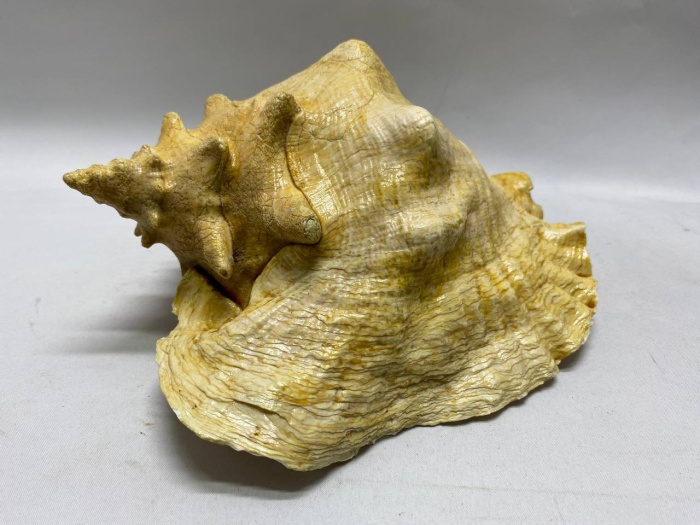 Морская раковина 23*20*13 см