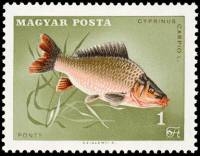(1967-043) Марка Венгрия "Сазан"    Чемпионат мира по рыбной ловле, Дунауйварош, Венгрия III Θ